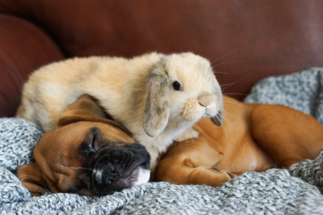do dogs and rabbits get along