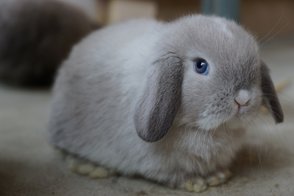 blue lop bunny